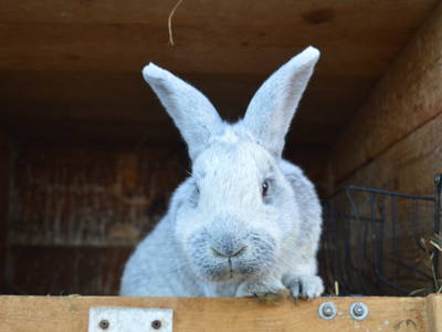 Bild 33 aus  Auf'm Reifnhof: Ihr Kreativhof am Simssee im Chiemgau