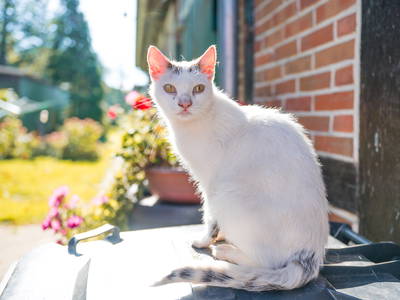 Bild 54 aus  Urlaub auf dem Ennenhof – Landliebe für die ganze Familie