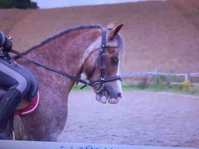 Bild 26 aus  Ferienhof Schnoor