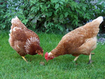 Bild 21 aus  Bauniglerhof