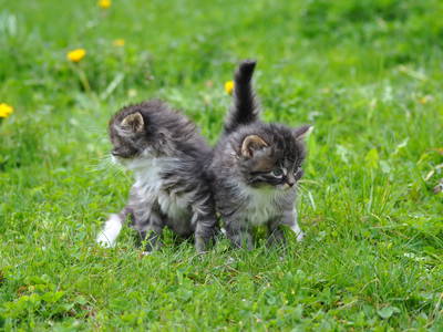 Bild 22 aus  Taxengut