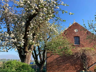 Bild 6 aus  Hollerhof-Oderbruch