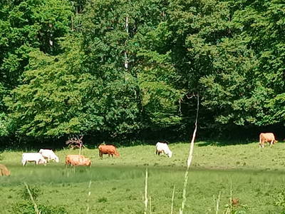 Beweidete Bergwiesen ringsrum