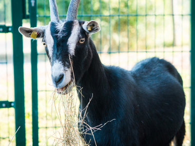 Bild 18 aus  Bauernhof Härtel