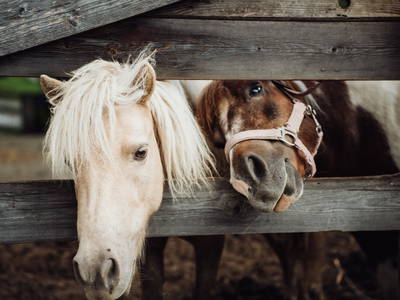 Bild 26 aus  Martenhof