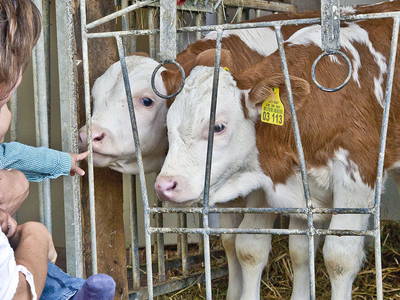 Kälber zum streicheln