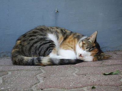 Bild 10 aus  Ferienhof Rauert