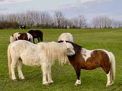 Bild 32 aus  Ferienhof Messer  Bauernhofurlaub  Ostseenähe  Ponys