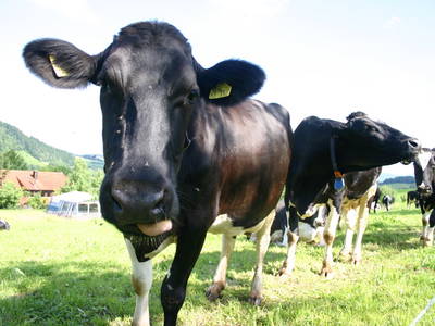 Bild 17 aus  Kirnermartes Hof