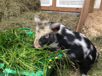 Bild 14 aus  Pension Baarblick