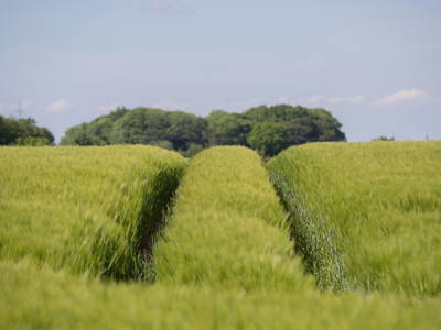 Bild 29 aus  LINDENHOF- BAUERNHOFURLAUB / OSTSEENÄHE