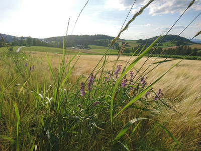 Bild 21 aus  Ferienhof Jakob, Rohrhof