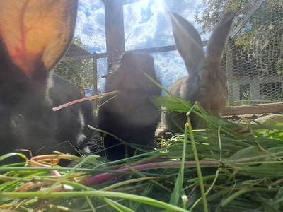 Bild 13 aus  Niederauer Hof