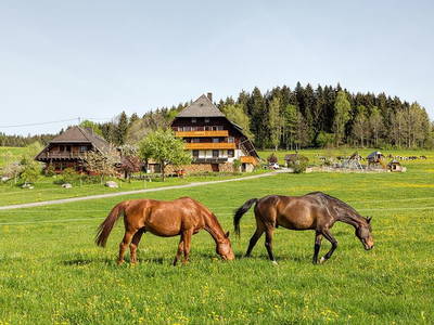 Bild 13 aus  Weberhof am Titisee