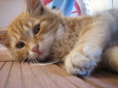 Bild 10 aus  Willi's Bauernhof