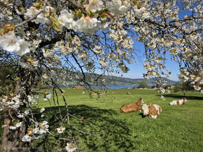 Bild 23 aus  Ferienhof Edtmeier 