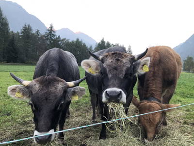 Bild 52 aus  Michelas Hof