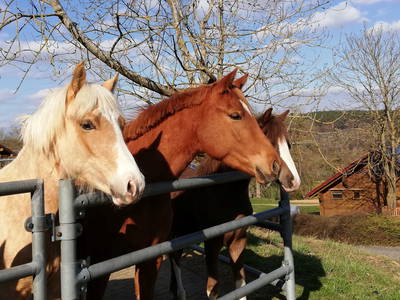 Bild 34 aus  Ferienhof Pfeiffer -  Natururlaub im Blockhaus - nachhaltig gut!
