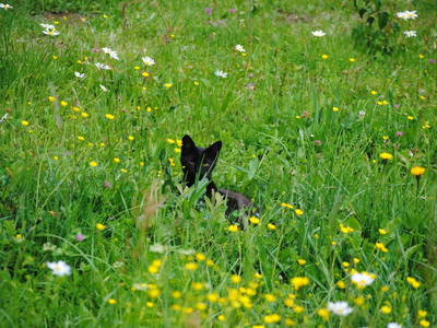 Bild 43 aus  Ferienhütte Alte Mühle