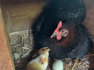 Bild 87 aus  Gasperhof