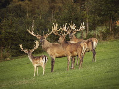 Bild 96 aus  Familienhotel Hochrieß
