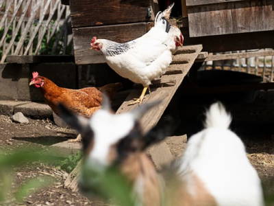 Bild 23 aus  Göttfriedbauer