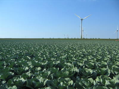 Weißkohl auf unserem Feld