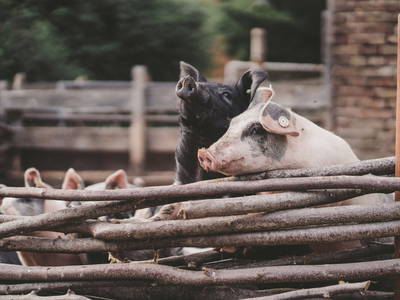 Bild 9 aus  Gut Boltenhof