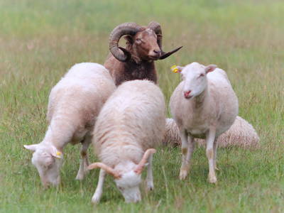 Bild 15 aus  Waldhof Bruchmühle