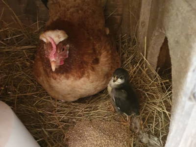 Bild 47 aus  Ferienhaus Pesendorfer