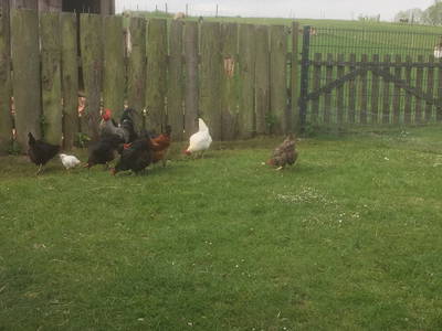 Bild 26 aus  OstseeBauernhof Schönhagen