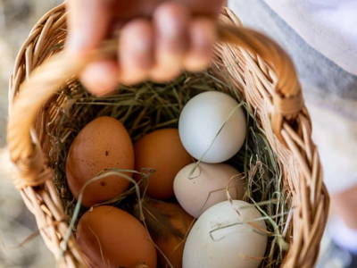 Bild 162 aus  Miniponyhof Wild