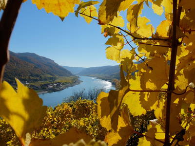 Bild 13 aus  Weingut STRAWANZER Donabaum