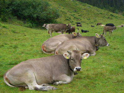 Bild 18 aus  Bio und Bergbauernhof Saller 