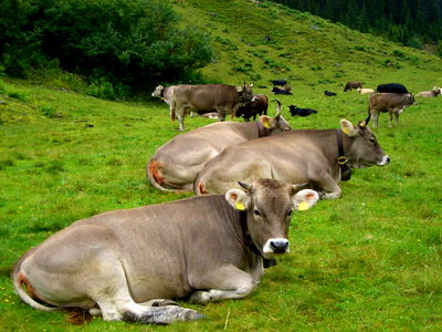 Bild 10 aus Bio und Bergbauernhof Saller