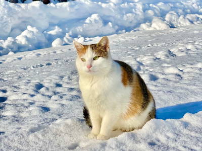 Bild 108 aus  Ederbauer