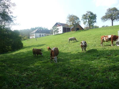 Bild 66 aus  Leithenmühle 