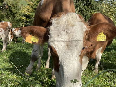 Bild 50 aus  Oberhaslachhof