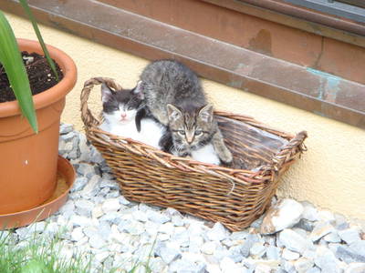 Bild 62 aus  Peilsteingut