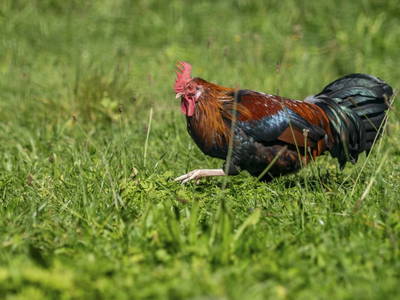 Bild 148 aus  Hagerhof