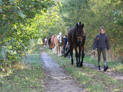 Pferde werden zur Weide gebracht