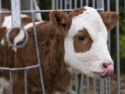 Bild 33 aus  Ferienhof Rösch