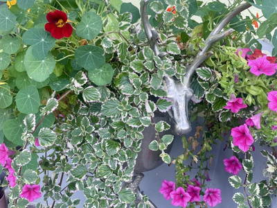 Bild 30 aus  Heisshof 