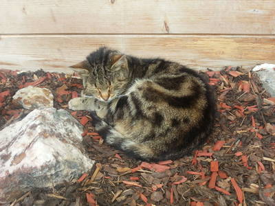 Bild 56 aus  Bauernhaus Gschwandner