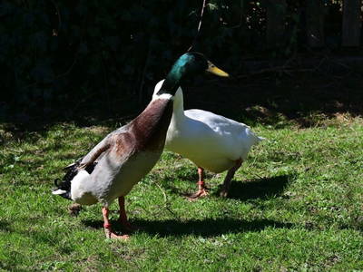 Bild 6 aus  Ferienwohnung Feistritzer Holdernig