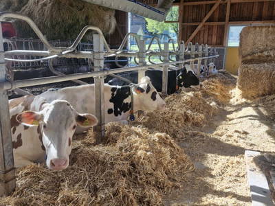 Bild 11 aus  Zillerlehen