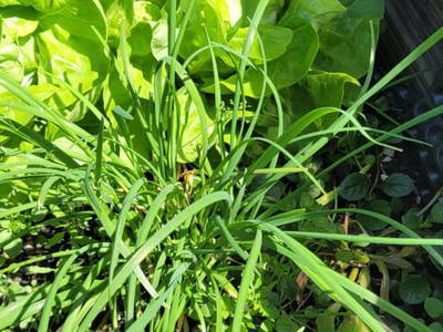 Bild 24 aus  Rosspointnerhof