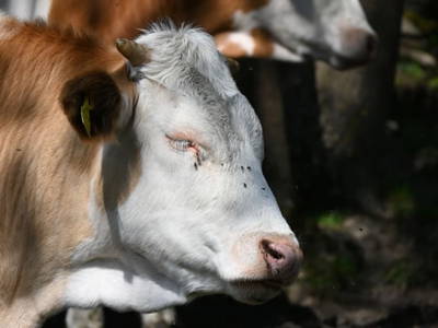 Bild 13 aus  Ferienwohnung Feistritzer Holdernig