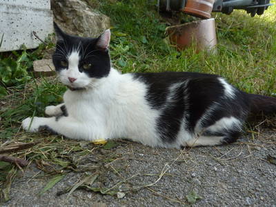 Bild 61 aus  Berghof Burtscher