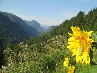 Bild 12 aus  Fuchsbauernhof